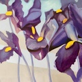 Nostalgi. Irises