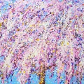 Blooming sakura 9