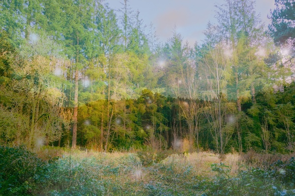 I heard the woodland murmurs like a hymn