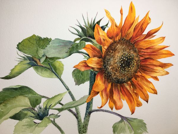Sunflower With Attitude