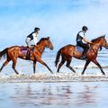 Beach Racehorses