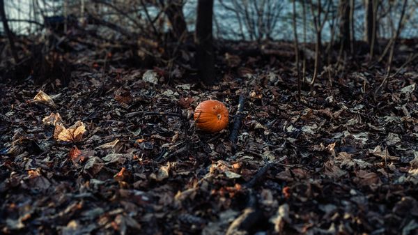 Pumpkin In The Fallen Leaves, New York City (2019-12-GNY-38)