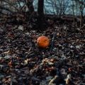 Pumpkin In The Fallen Leaves, New York City (2019-12-GNY-38)