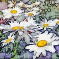 Impressions Of Daisies