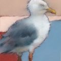 Herring Gull 2