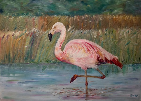 Pink Flamingo on the Muga River