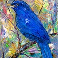 Blue Bird In Colorful Pines