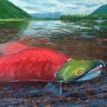 The Last Journey of the Sockeye