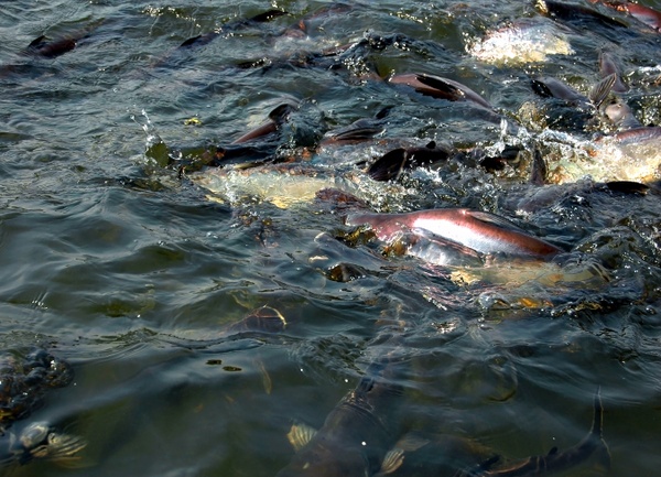 Large Group of Fish in Bangkok, Thailand III