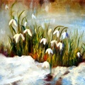 Snowdrops