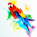 AN34-The Parrot