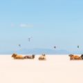 Cows and Kites / Panoramic Version