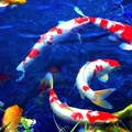 Group of Koi in Pond in Japan #2