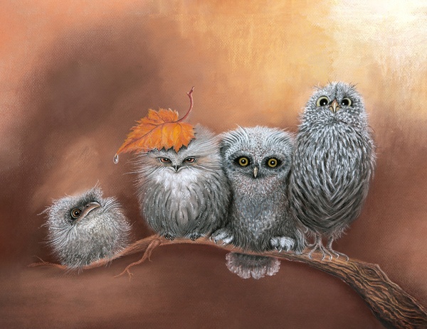 Funny owl family