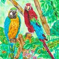 Parrots